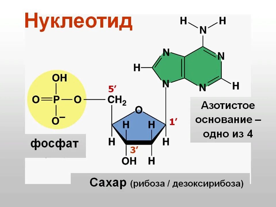 Аденин рибоза три. Строение нуклеотида формула. Нуклеотиды аденин Тимин. Формула нуклеотида РНК. Гуанин формула нуклеотида.