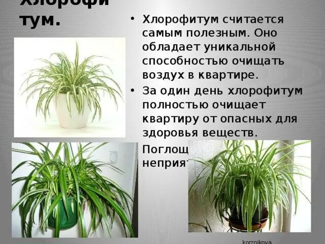 Хлорофитум какой грунт. Хлорофитум ядовит. хлорофитум хохлатый описание. луковичные цветы хлорофитум. бамбук хлорофитум.