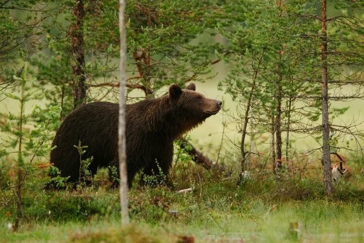 Какие животные вологодской области. Бурый медведь в Вологодской области. Дикие животные Вологодского края. Лесные животные Вологодской области. Вологодские леса животные.