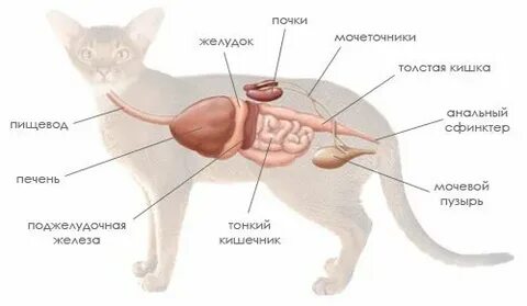 Колики у кота