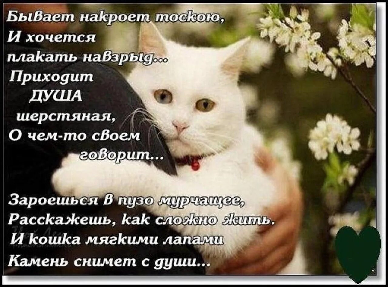Стихи про кошачью душу. Стихотворение хочется плакать. Стихи когда плохо на душе. Стихи. Стихи от которых хочется рыдать.
