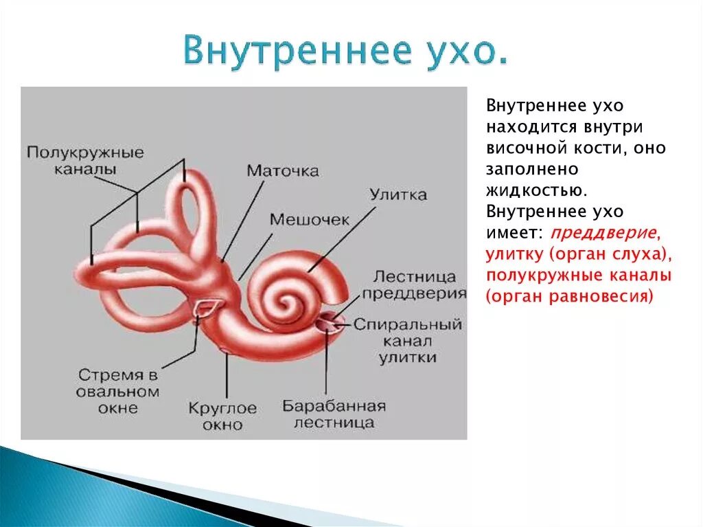 Внутреннее ухо особенности. Внутреннее ухо преддверие улитка полукружные каналы. Улитка преддверие полукружные каналы. Полукружные каналы внутреннего уха анатомия. Строение уха человека полукружные каналы.