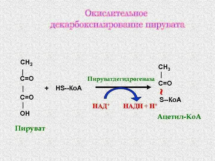 Окислительное декарбоксилирование реакции. Реакция декарбоксилирования пирувата. Окислительное декарбоксилирование ПВК. Окислительное декарбоксилирование пирувата ферменты. Декарбоксилирование пировиноградной кислоты.