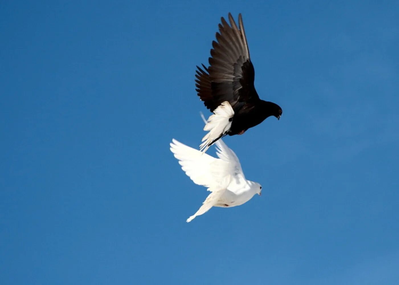 Белые птицы кружат над крышами слушать. Голуби в небе. Белый голубь в полете. Голубка в небе. Белые птицы в небе.
