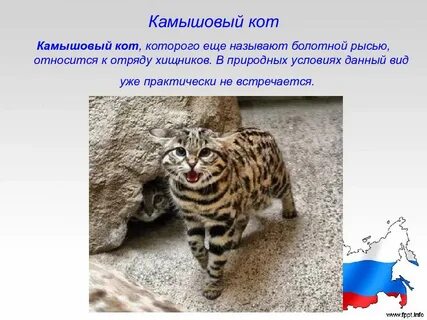 Животные занесенные в красную книгу ставропольского