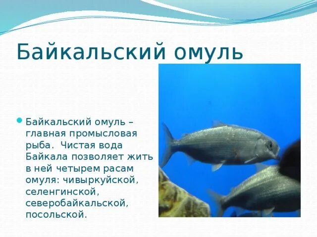 Байкальский омуль описание. Байкальский омуль описание для детей. омуль байкальский фото и краткое описание. байкальский омуль хрящевая или костная рыба.