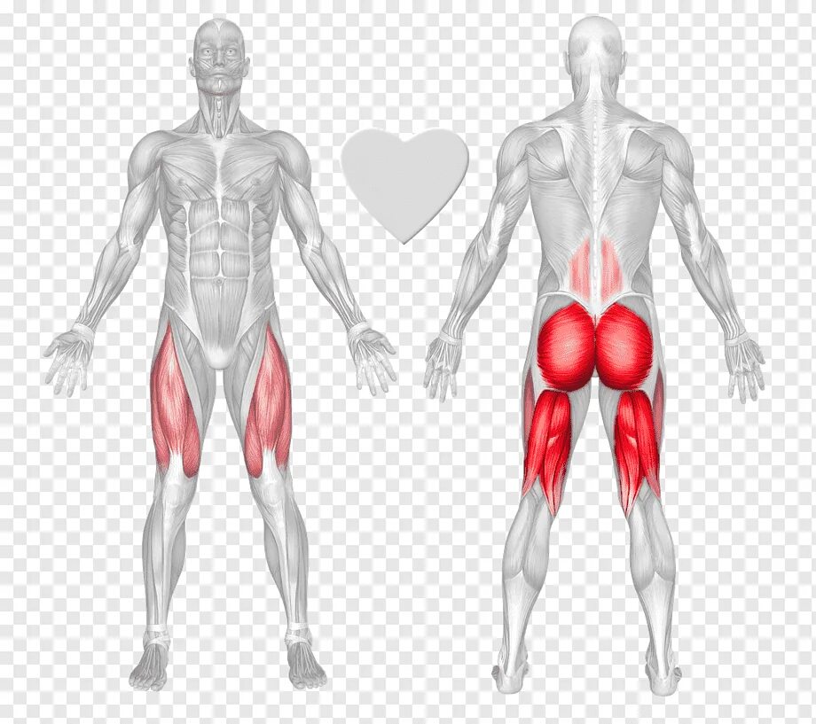 Активная мышца. Мышцы Глютеус Максимус. Hamstrings мышца. Gluteus Maximus упражнения. Анатомия ягодиц.