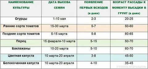 Сроки посадки огурцов в. Сроки посадки огурцов в