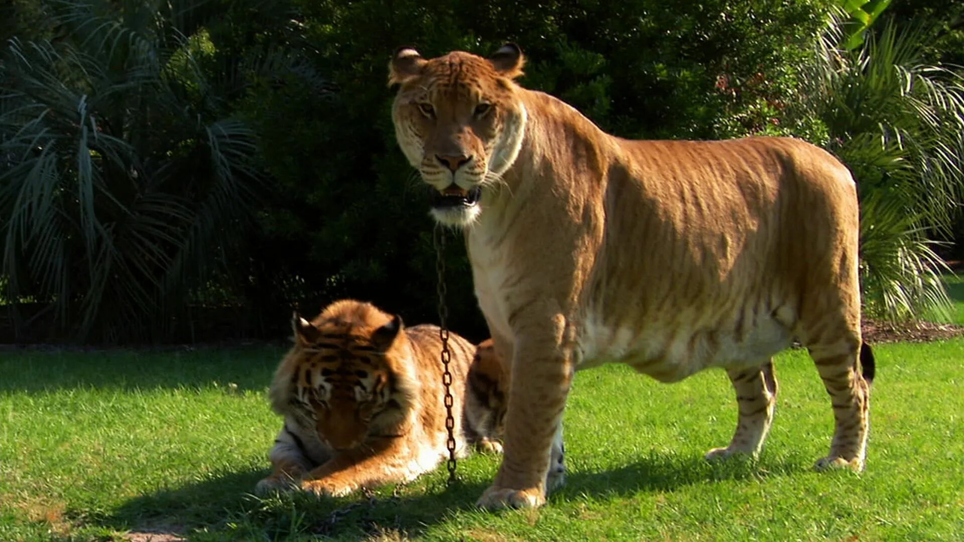 Liger uzbek tilida. Лигр Геркулес. Лигр Геркулес и Лев. Лигр гибрид Льва и тигра.