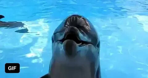 Видео с дельфиной