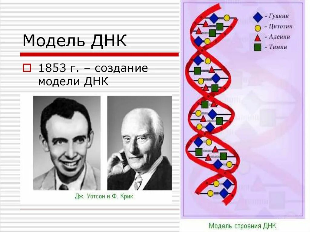 Структурную модель днк. Модель днк. модель строения днк. модель днк 1853. модель структуры днк.