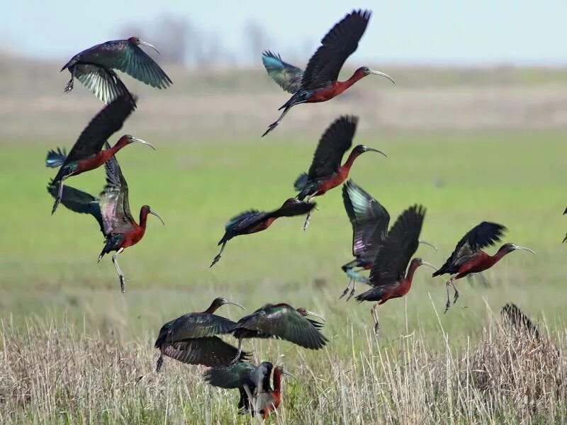 12 birds. Биоразнообразия Таджикистана птицы. Биологическое разнообразие Беларуси. Биоразнообразие Сырдарьи.