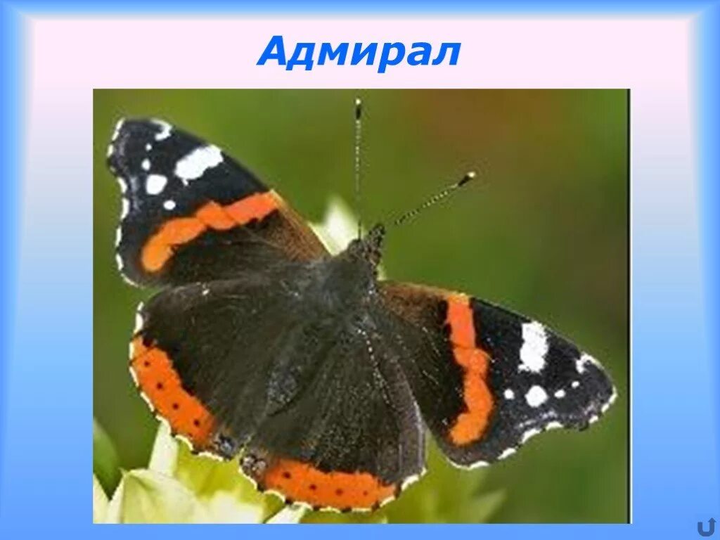 Бабочка адмирал. Бабочка адмирал описание для 2 класса. Бабочка адмирал занесена в красную. Куколка адмирал бабочка vanessa atalanta. Краснокнижная бабочка адмирал.