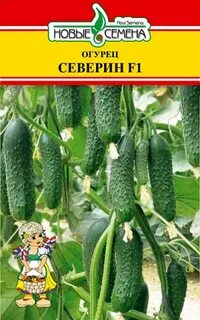 Северен огурец отзывы