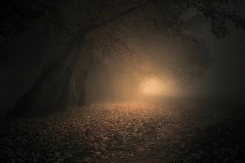 Осень ночь лес