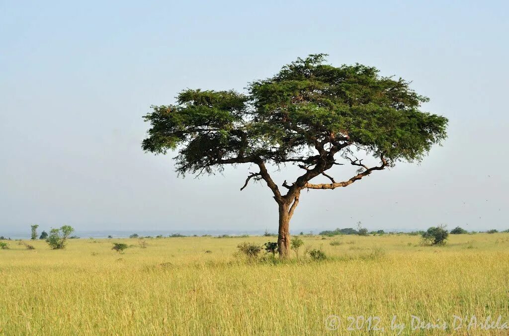 23 Different Acacia Trees and Shrubs From Around the World Solar tree, Trees and