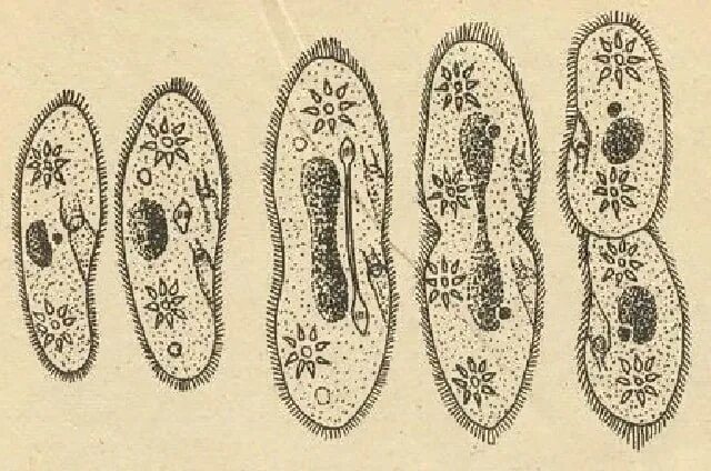 Бесполое размножение инфузории туфельки. Инфузория туфелька цикл развития. Деление инфузории туфельки бесполое. Инфузория туфелька бесполое размножение.