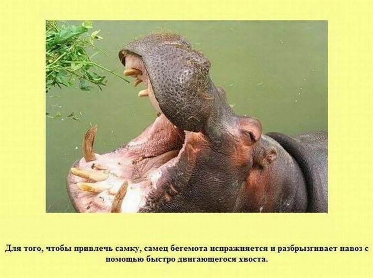 Брачный период у золотых фазанов. Синеголовая великолепная райская птица. Павлин и павлиниха. Павлин спаривание. Павлиниха самка.