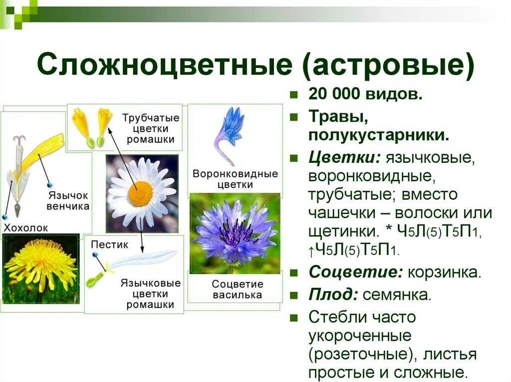 Сложноцветные Астровые цветки. Сложноцветные трубчатые и воронковидные. Семейство Астровые Ромашка. Особенности растений семейства Сложноцветные таблица.