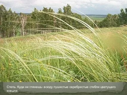 3 ковыль