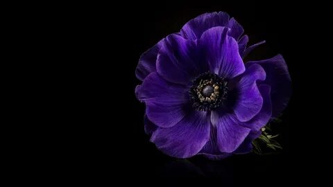 Цветы темно фиолетового цвета