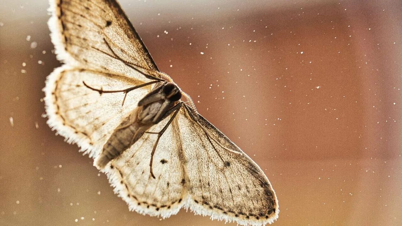 Бабочки летают. Бабочка взлетает. Летают мотыльки. Летают мотыльки. Летают мотыльки.