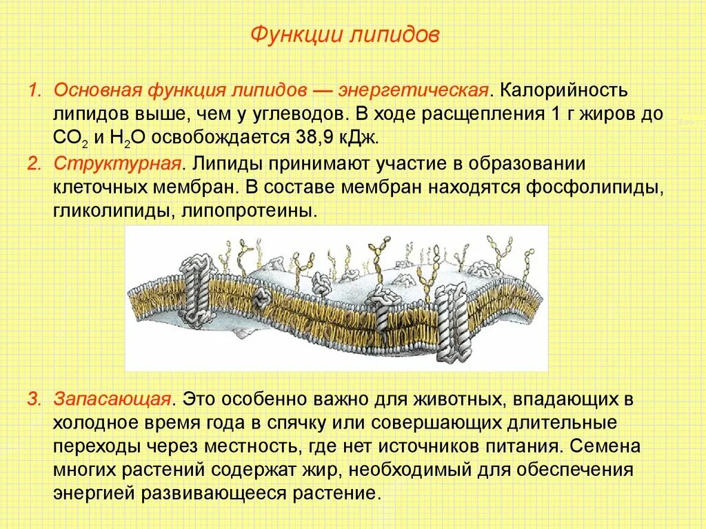 Липиды выполняющие строительную функцию. Функции липиды гликолипиды. Функции жиров липидов.