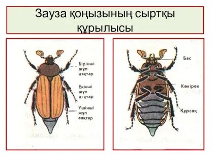 Джесси Капеллимен порнофильмдер