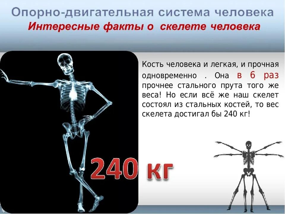 Сколько выдерживает кость. Факты о скелете человека. Самый интересный факт про скелет человека. Интересные факты о скелете и мышцах человека. Опорно двигательная система интересные факты.