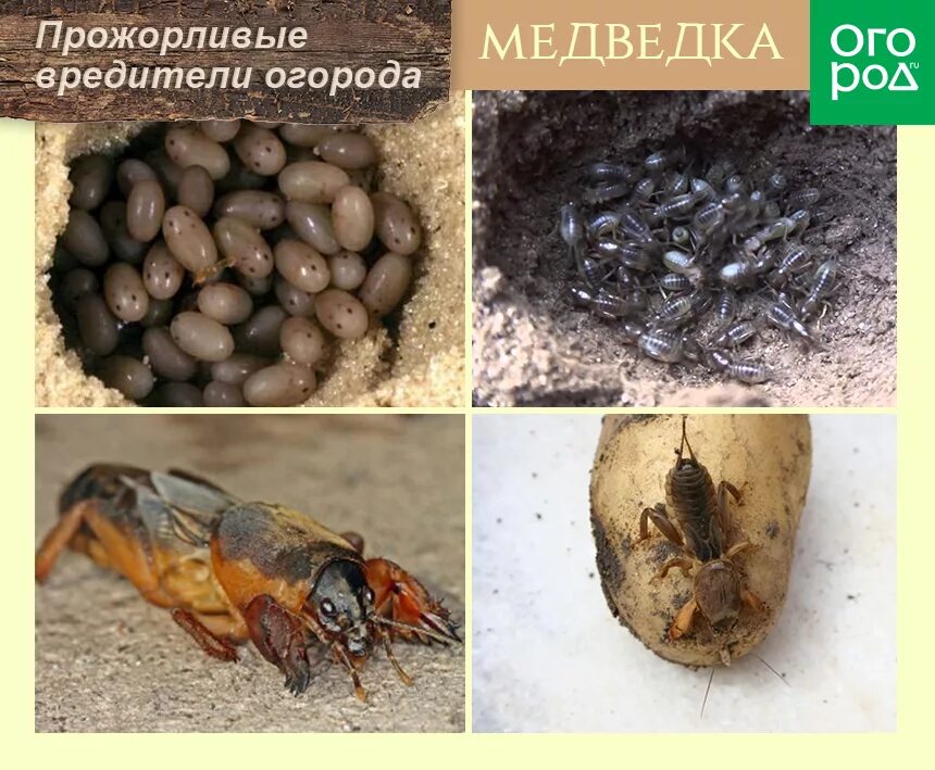 Жук медведка. Многоядные вредители культурных растений медведка. Многоядные вредители культурных растений медведка. Жук листоед (leptinotarsa decemlineata ). Как нарисовать медведку.