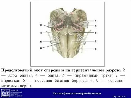 Какие ядра черепных нервов в продолговатом мозге