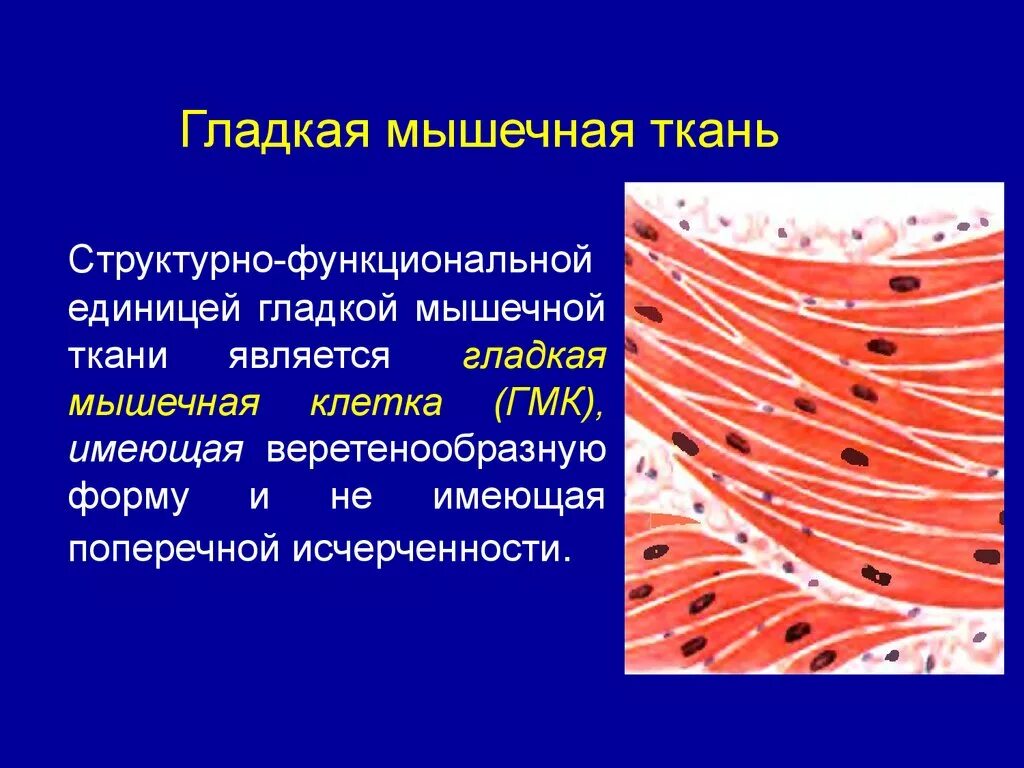 Гладкая мышечная ткань источник. Поперечная исчерченность гладкой мышечной ткани. Гладкая мышечная ткань клетки веретеновидной формы с. Структурно-функциональная единица гладкой мышечной ткани. Структурной единицей гладкой мышечной ткани является.