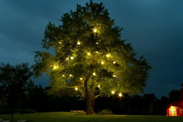 Tree lighting