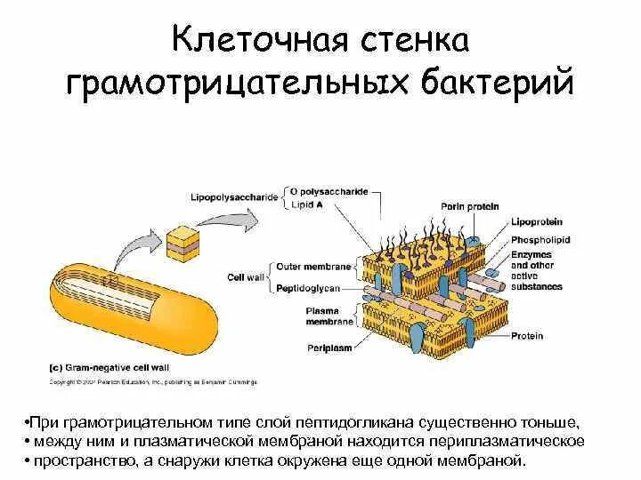 Клеточная стенка грамотрицательных бактерий функции. Слои клеточной стенки грамотрицательных бактерий. Состав клеточной стенки грамотрицательных бактерий. Толщина клеточной стенки грамотрицательных бактерий. Имеет эластичную клеточную стенку