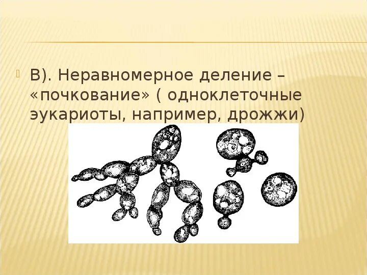 Пчелы размножение почкование. Почкование одноклеточных. деление почкованием. полиэмбриония бесполое размножение. почкование одноклеточных организмов.