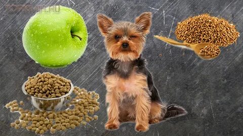 Можно ли йорку орехи