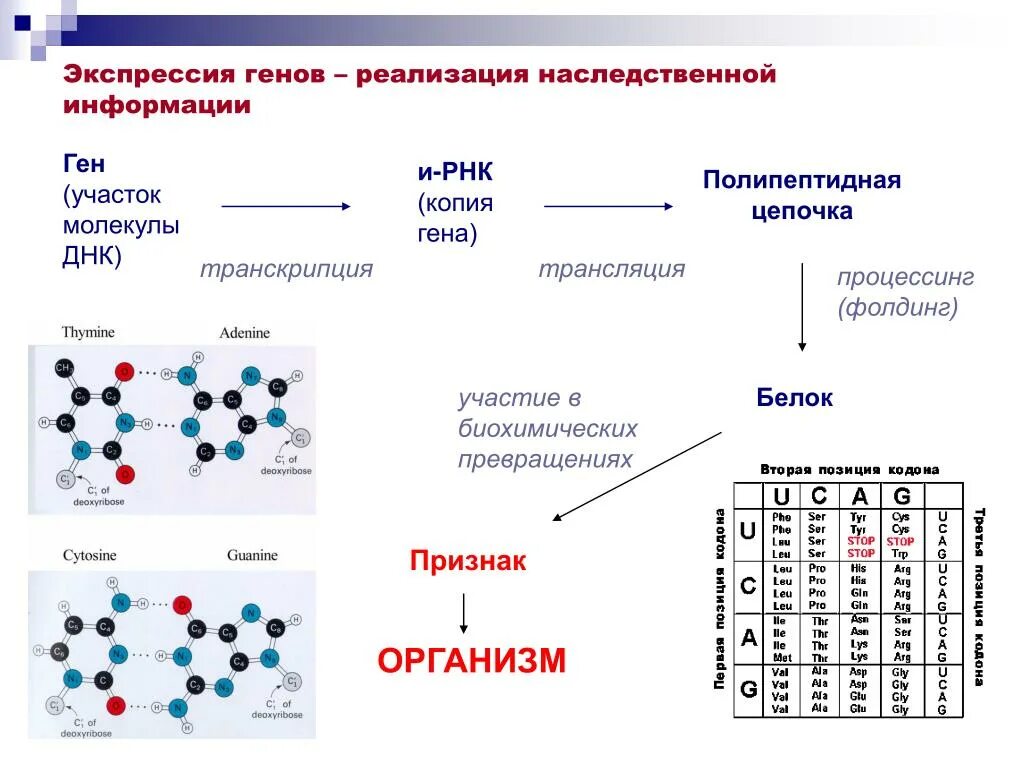 Днк наследственные признаки. Экспрессия генов транскрипция. Транскрипция трансляция Экспрессия генов. Реализация наследственной информации транскрипция. Реализация генетической информации.