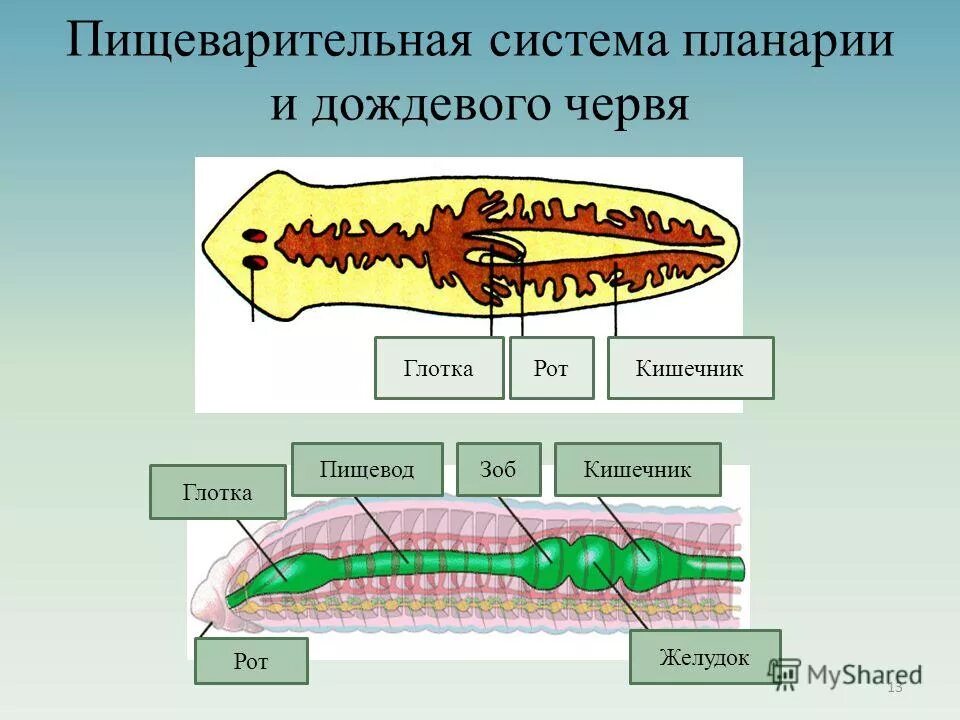 пищеварительная система дождевого червя рисунок. пищеварение дождевого червя. схема пищеварительной системы дождевого червя. пищеварительная система кольчатых червей. пищеварительная дождевого червя.