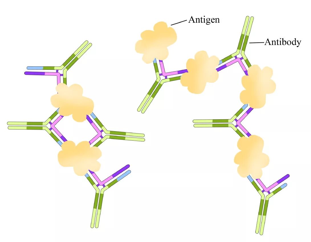 Выработка антигенов. Комплекс антиген—антитело (иммунный комплекс). Комплекс антиген антитело. Иммунитет антитела антигены. Комплекс антиген антитело схема.
