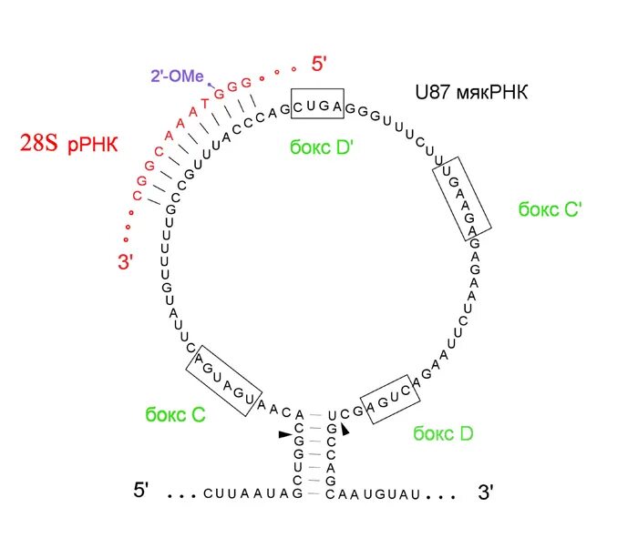 Малая ядрышковая РНК. Малая ядрышковая РНК строение. МЯКРНК функции. Малые ядрышковые РНК функции КИБЕРЛЕНИНКА.