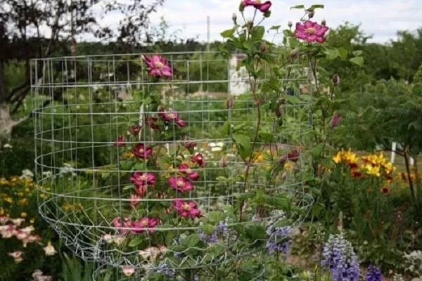 Грунт под клематис. Клематис шпалеры подвязка. клематис опора. сетка под клематис. опора под клематис княжик.