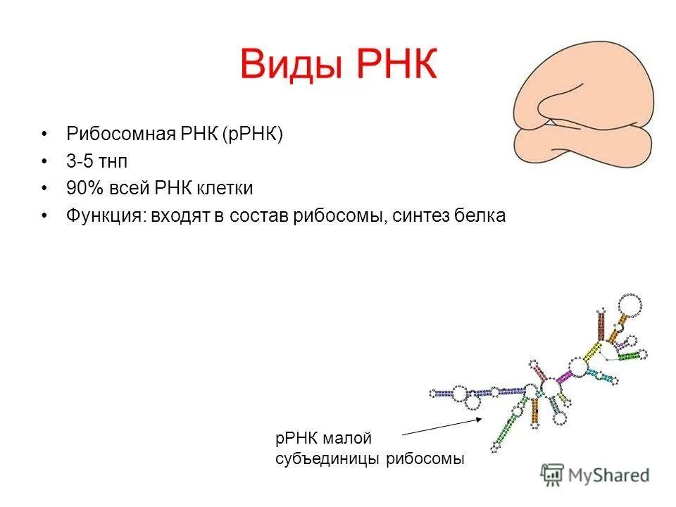 Белки входящие в состав рибосомы