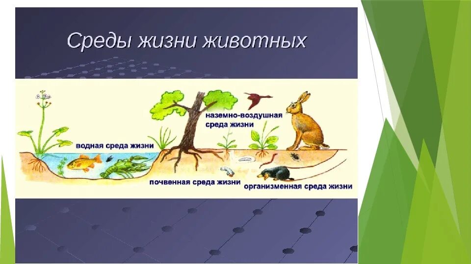 Больше всего живых организмов находится. Среды жизни. Среды жизни животных. Жизнь и еда. Среды жизни организмов.