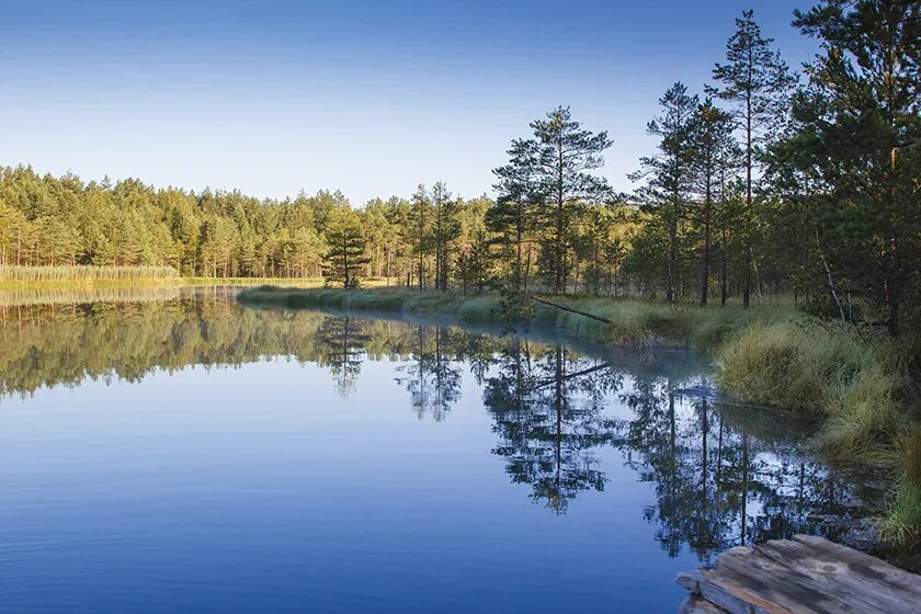 га озера. озеро але псковская область. мо-яр озеро. маркеловское озеро ленинградская область. озеро плотично псковской области.