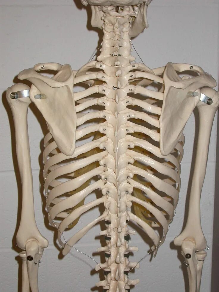 Сколько ребер у человека мужчины и женщины. 12 Пар рёбер в грудной клетке. Грудная клетка анатомия 10 ребро. Скелет человека ребра. Человеческая грудная клетка скелет.