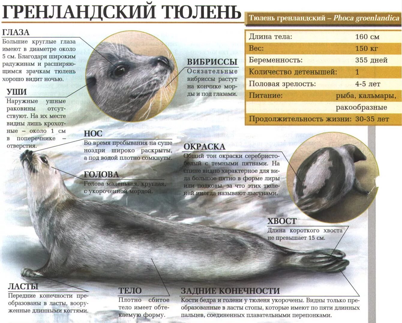 Организм тюленя. Анатомия морского котика. строение тюленя. строение морского котика. анатомия тюленя.