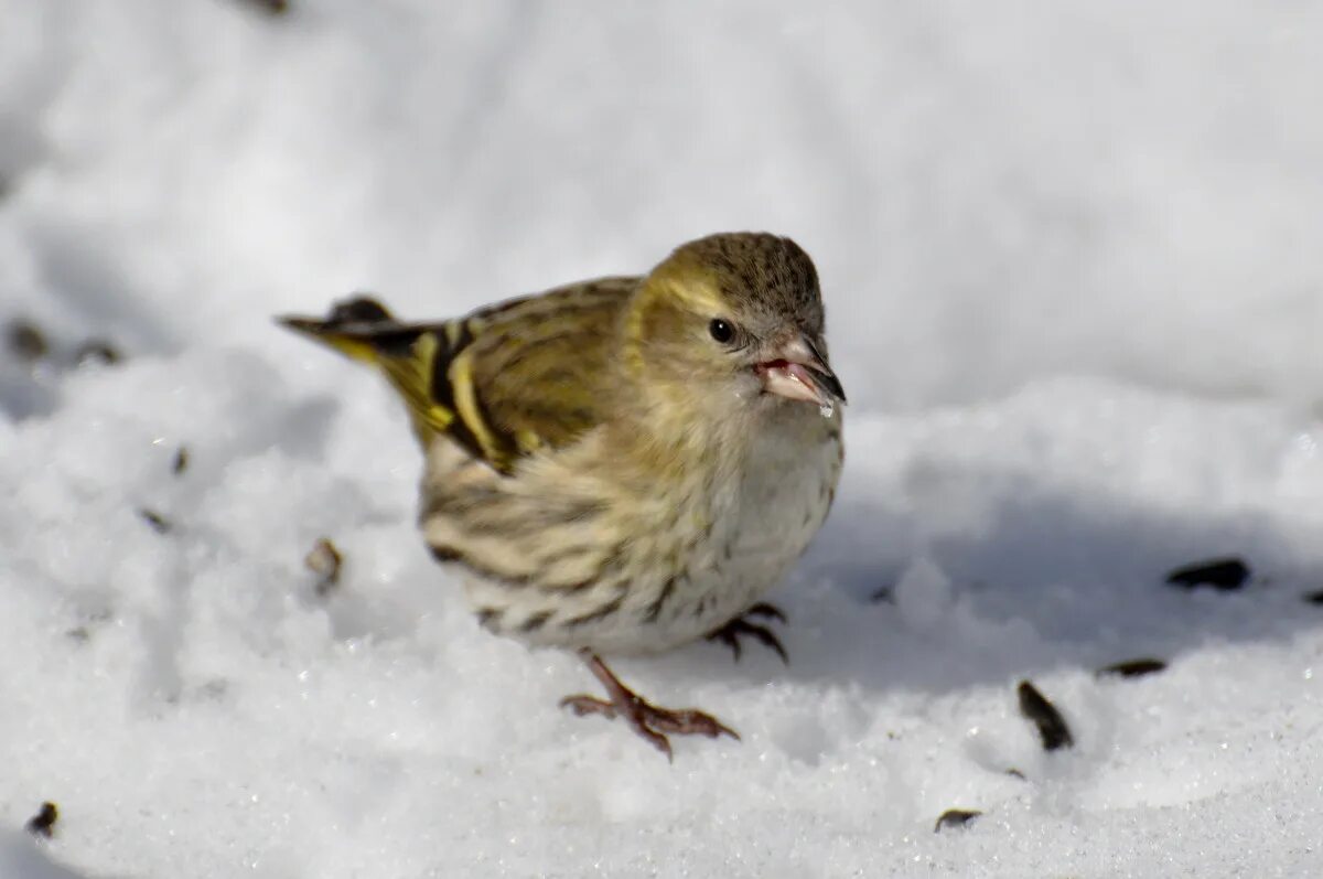 Eurasian siskin sits on a thin branch free image download