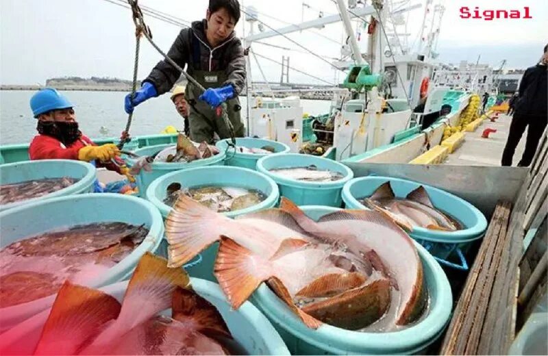 Рыбное сырье. Морепродукты фон. Морепродукты презентация. Рыба и морепродукты. Склад рыбы.