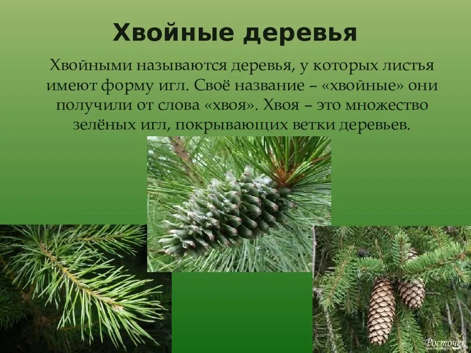 Хвойные имеют. Хвойные деревья названия. Иголки хвойных деревьев. Листья хвойных деревьев. Еловые названия.