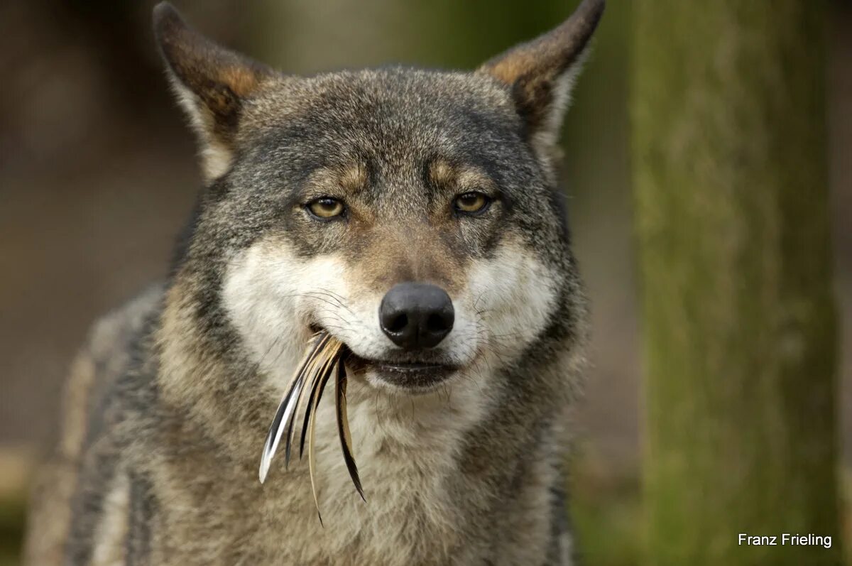 волк серый. хилый волк. волк удивление. вой волка звук. улыбчивый волк.